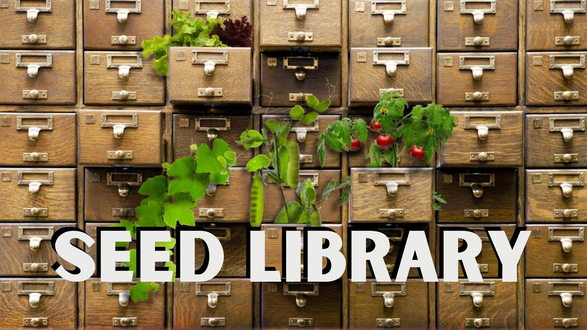 Old card catalog with plants growing out of it, text Seed Library