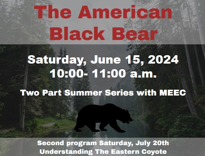 The American Black Bear