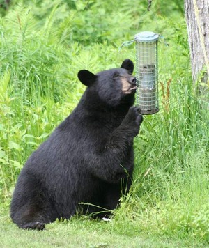 Picture of bear at bird feeder
