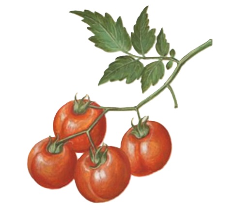 tomato plant drawing