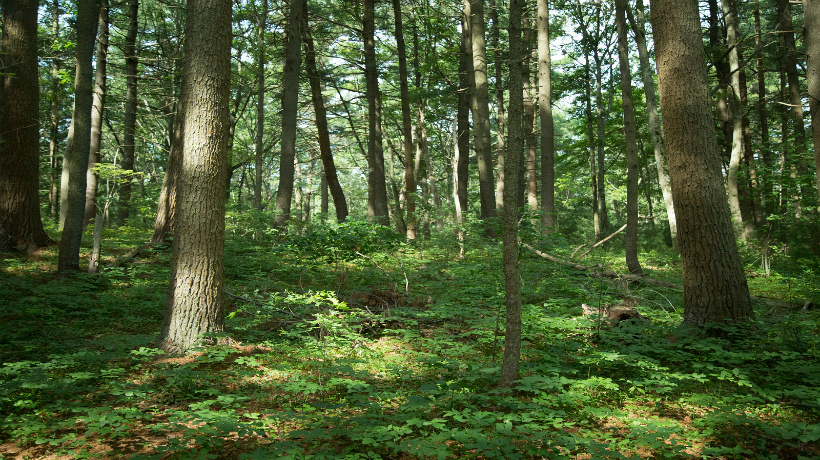 Massachusetts Forestry image