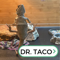 Picture of Dr. Taco McBeardface, the library's pet bearded dragon.