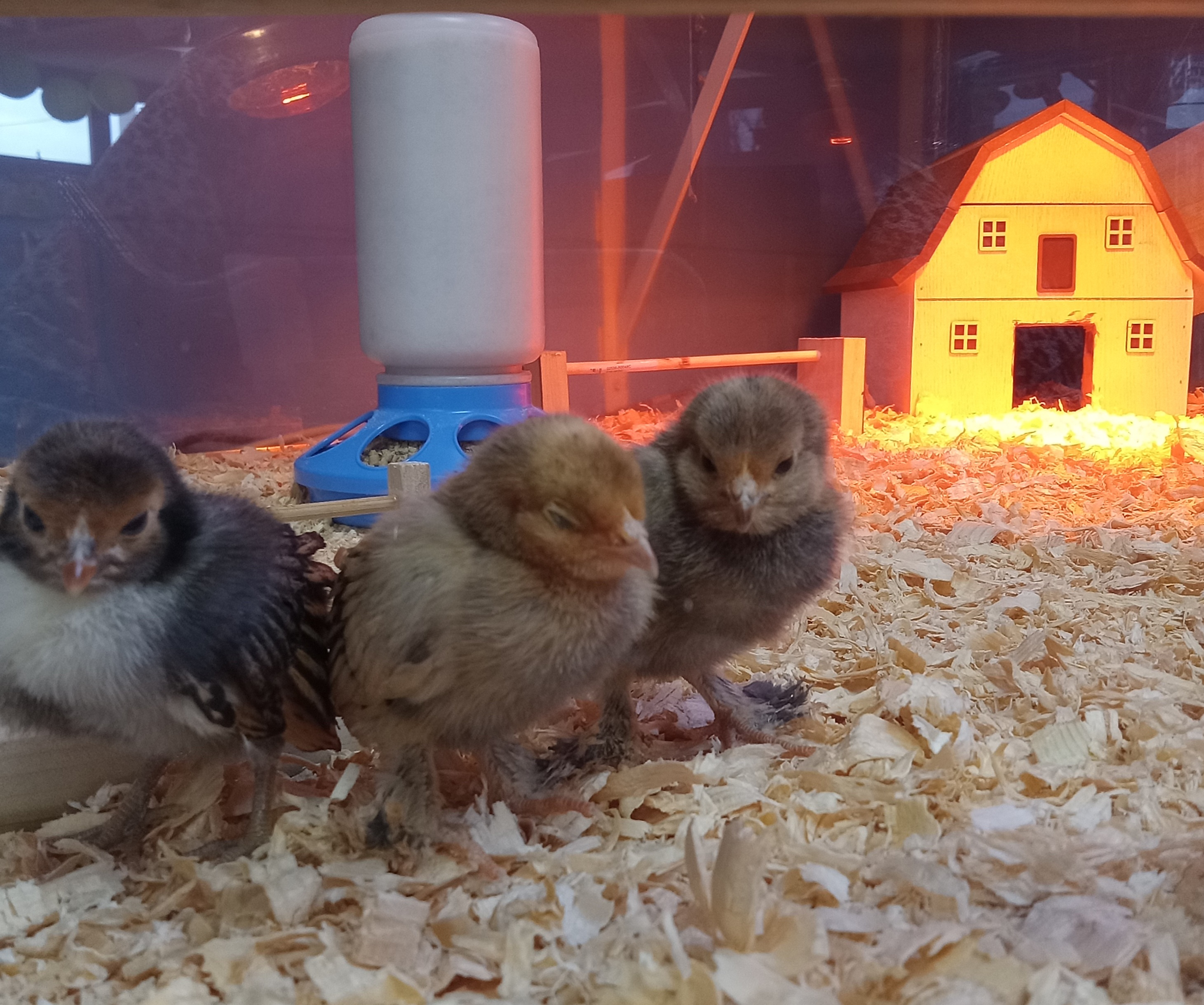Adorable baby chicks at our library