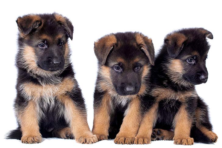 German Shepherd Puppies sitting in a row looking cute