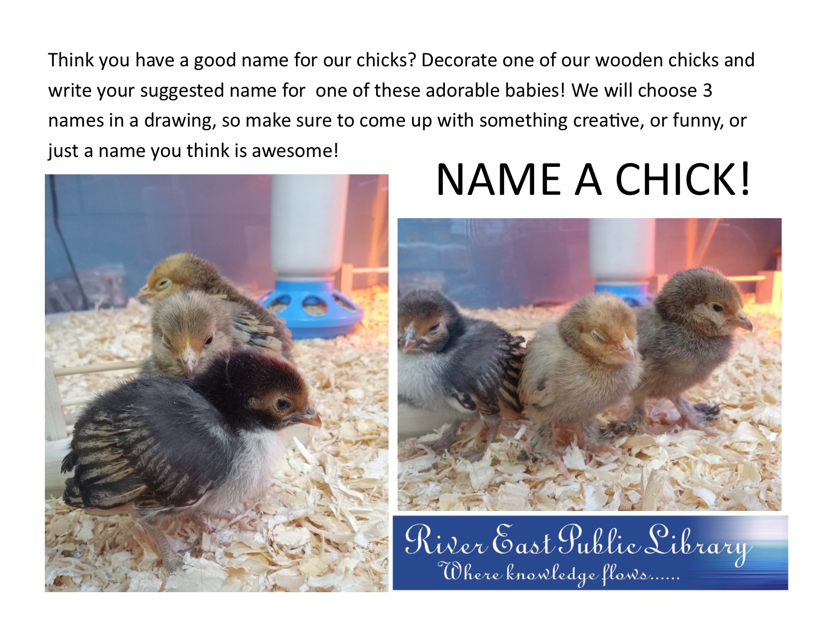 Poster asking for people to choose names for our adorable new baby chicks