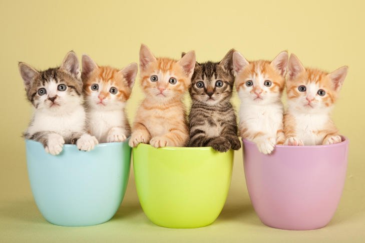 Multiple Kittens sitting in little teacups, being adorable